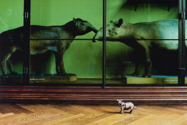 P. Dressler, Aus Mit großem Interesse, Naturhistorisches Museum 1989 © Fotohof Archiv